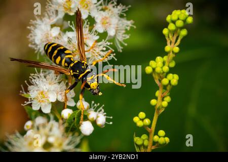 Nahaufnahme einer europäischen Papierwaspe, die in einem Garten im Hinterhof von Blume zu Blume pflügt. Stockfoto