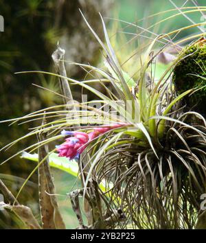 Upright airplant (Tillandsia stricta) Plantae Stockfoto