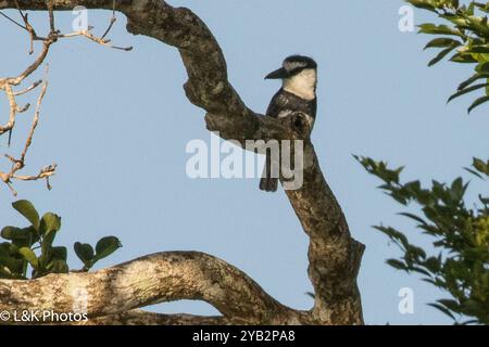 Weißhalspuffvogel (Notharchus hyperrhynchus) Aves Stockfoto