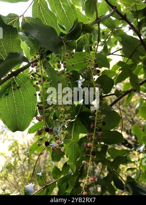 Baum Tutu (Coriaria arborea) Plantae Stockfoto