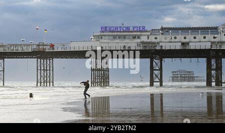 Brighton UK 16. Oktober 2024 - Ein Hundeschlittenläufer wirft einen Ball am Brighton Beach bei Ebbe nahe dem Pier nach einem ungewöhnlich warmen sonnigen Herbsttag : Credit Simon Dack / Alamy Live News Stockfoto