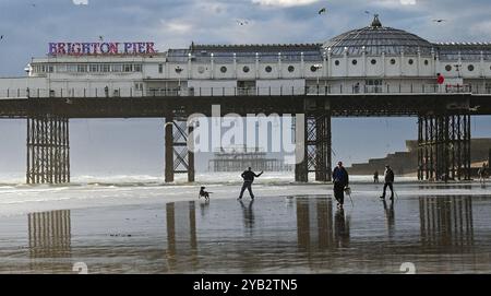 Brighton UK 16. Oktober 2024 - Ein Hundeschlittenläufer wirft einen Ball am Brighton Beach bei Ebbe nahe dem Pier nach einem ungewöhnlich warmen sonnigen Herbsttag : Credit Simon Dack / Alamy Live News Stockfoto