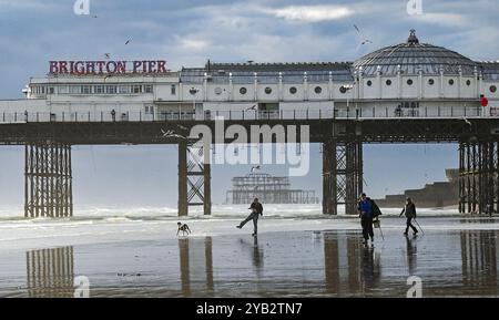 Brighton UK 16. Oktober 2024 - Ein Hundeschlittenläufer wirft einen Ball am Brighton Beach bei Ebbe nahe dem Pier nach einem ungewöhnlich warmen sonnigen Herbsttag : Credit Simon Dack / Alamy Live News Stockfoto