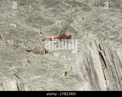 Gestreifter Meadowhawk (Sympetrum pallipes) Insecta Stockfoto