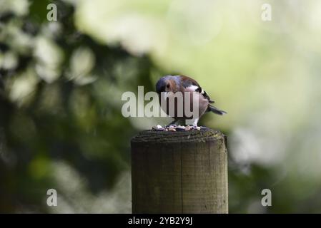 Männlicher gemeiner Chaffinch (Fringilla coelebs) oben auf einem Holzpfosten, Kopf in Richtung Kamera geneigt, aufgenommen in Großbritannien, Anfang Herbst Stockfoto