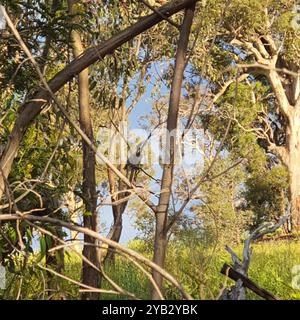 Lauter Friarbird (Philemon corniculatus) Aves Stockfoto