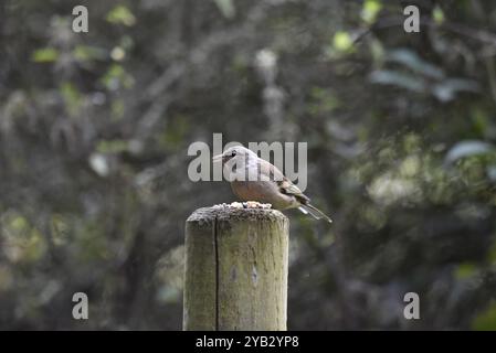 Linkes Profilbild einer weiblichen Keuschinke (Fringilla coelebs), die auf einem Holzstamm mit offenem Schnabel thront, aufgenommen in einem Park in Großbritannien, im Herbst Stockfoto