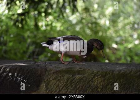 Rechtes Profil Close-up Portrait of a Drake Mallard (Anas platyrhynchos), der im strahlenden Sonnenlicht entlang der Spitze einer Mauer spaziert, grüner Hintergrund, Großbritannien Stockfoto