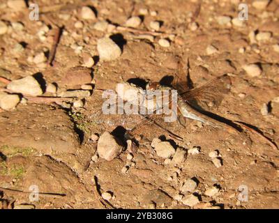 Gestreifter Meadowhawk (Sympetrum pallipes) Insecta Stockfoto