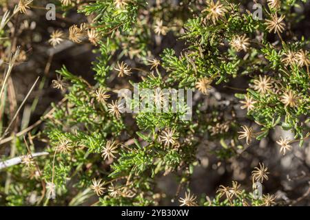 Damianita (Chrysactinia mexicana) Plantae Stockfoto