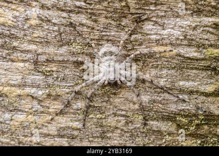 Flechten Running Spider (Philodromus margaritatus) zeigt ihre Tarnung auf einem Holzzaun, Surrey, England, Großbritannien Stockfoto