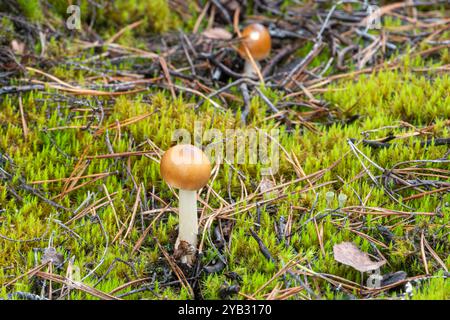 Tawny Grisette Pilze (Amanita fulva) auf Heideflächen im Herbst, England, Vereinigtes Königreich Stockfoto