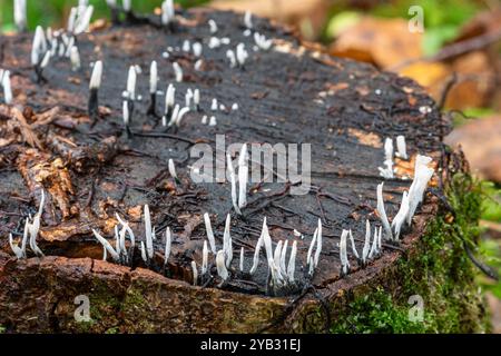 Candlesnuff-Pilze (Xylaria hypoxylon), die im Herbst auf einem Baumstumpf wachsen, England, Großbritannien Stockfoto