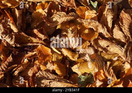 Nahaufnahme von Herbstlaub auf der Straße. Herbst, Oktober, Niederlande. Texturen, Muster, Hintergrund Stockfoto