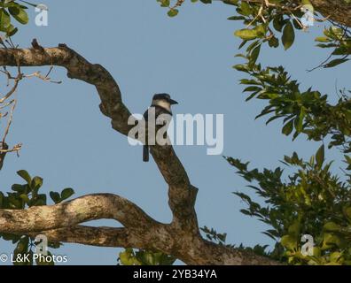 Weißhalspuffvogel (Notharchus hyperrhynchus) Aves Stockfoto