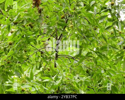 Bitternut Hickory (Carya cordiformis) Plantae Stockfoto