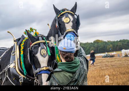 Perlethorpe, Nottinghamshire, die British National Poughing Championships & Country Festival - traditionelle schwere Pferdepflügen in der engsten Furche Stockfoto