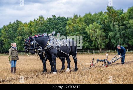 Perlethorpe, Nottinghamshire, die British National Poughing Championships & Country Festival - traditionelle schwere Pferdepflügen in der engsten Furche Stockfoto