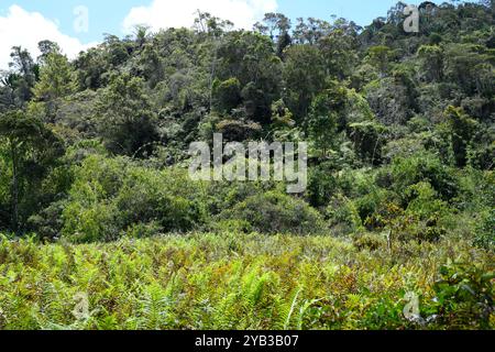 Vakona Forest Natural Reserve, Regenwald. Andasibe, Region Alaotra-Mangoro, Madagaskar. Stockfoto
