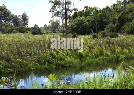 Vakona Forest Natural Reserve, Regenwald. Andasibe, Region Alaotra-Mangoro, Madagaskar. Stockfoto