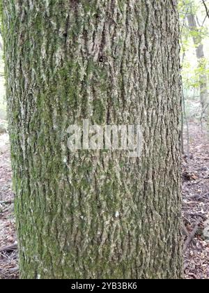 Bitternut Hickory (Carya cordiformis) Plantae Stockfoto