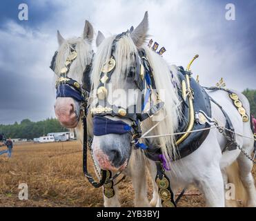 Perlethorpe, Nottinghamshire, die British National Poughing Championships & Country Festival - traditionelle schwere Pferdepflügen in der engsten Furche Stockfoto