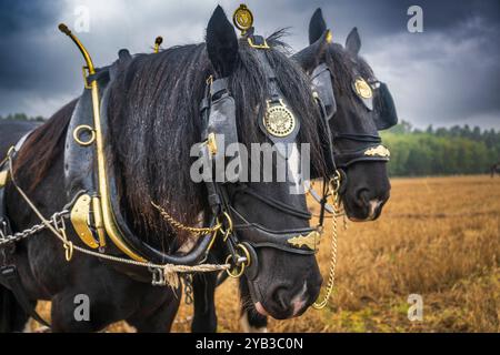 Perlethorpe, Nottinghamshire, die British National Poughing Championships & Country Festival - traditionelle schwere Pferdepflügen in der engsten Furche Stockfoto