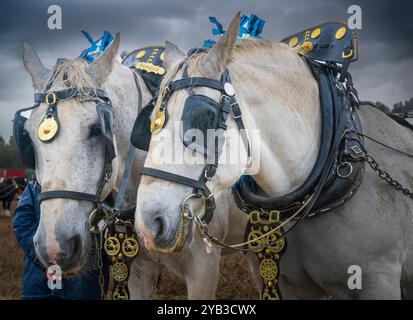 Perlethorpe, Nottinghamshire, die British National Poughing Championships & Country Festival - traditionelle schwere Pferdepflügen in der engsten Furche Stockfoto