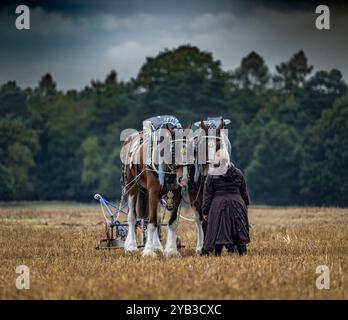 Perlethorpe, Nottinghamshire, die British National Poughing Championships & Country Festival - traditionelle schwere Pferdepflügen in der engsten Furche Stockfoto