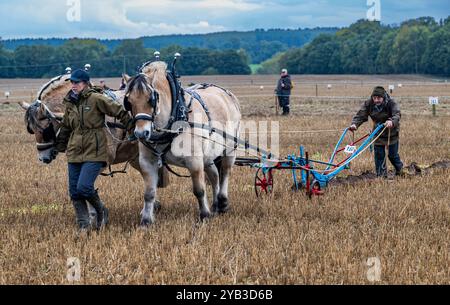 Perlethorpe, Nottinghamshire, die British National Poughing Championships & Country Festival - traditionelle schwere Pferdepflügen in der engsten Furche Stockfoto