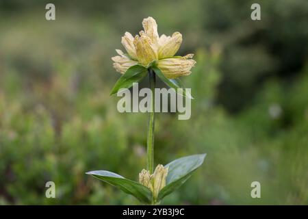 Gentiana punctata (gefleckter Enzian) ist eine einzigartige Pflanze der Almwiesen Familie Gentianaceae. Gentiana punctata ist eine einzigartige Pflanze der Karpaten Stockfoto