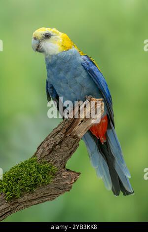 Südlicher blassköpfiger rosella Platycercus adscitus palliceps Stockfoto