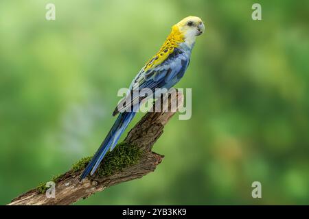 Südlicher blassköpfiger rosella Platycercus adscitus palliceps Stockfoto