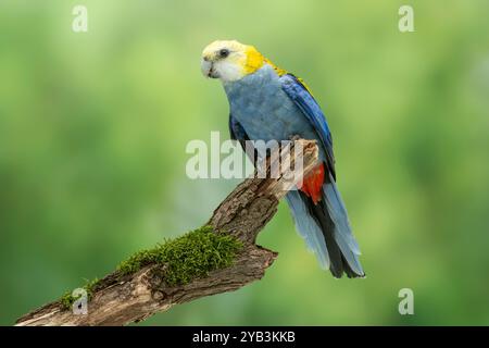 Südlicher blassköpfiger rosella Platycercus adscitus palliceps Stockfoto