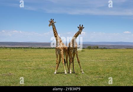 Zwei männliche Giraffen, die um die Dominanz über eine Herde von Weibchen kämpfen, um sich in der Paarungszeit mit ihnen zu paaren Stockfoto