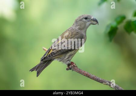 Papageienkreuzschnabel Loxia pytyopsittacus Stockfoto