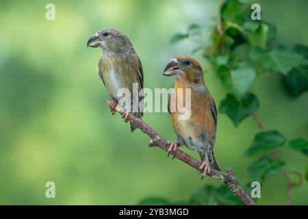 Papageienkreuzschnabel Loxia pytyopsittacus Stockfoto