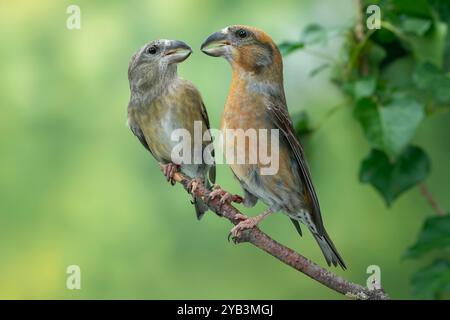 Papageienkreuzschnabel Loxia pytyopsittacus Stockfoto
