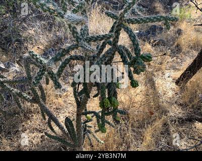 Walkingstockkaktus (Cylindropuntia imbricata spinosior) Plantae Stockfoto