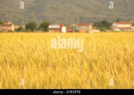 Selektiver Fokus, ein Feld mit reifem Weizen und ein Traktor im Hintergrund, Agrararbeitskonzept Stockfoto