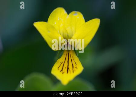 Blühende Viola biflora (alpines Gelbviolett, arktisches Gelbviolett, Zweiblumenviolett). Viola biflora eine sehr schöne und seltene Bergpflanze im C Stockfoto