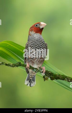 Rotköpfige Amadina Erythrocephala Stockfoto