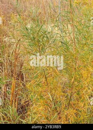 Innen Sandbalkenweide (Salix Interior) Plantae Stockfoto