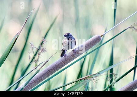 Desert Song Sparrow (Melospiza melodia fallax) Aves Stockfoto