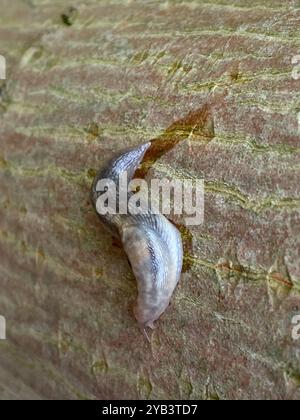 Baumschnecke (Lehmannia marginata) Mollusca Stockfoto