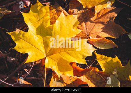Gelbe Herbstblätter auf dem Baum leuchten hell in den Sonnenstrahlen. Stockfoto