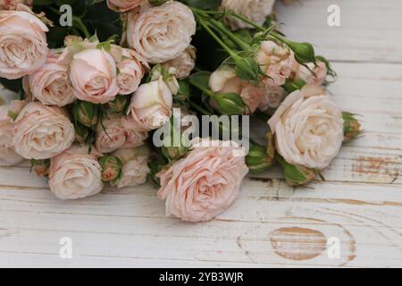 Frische pfirsichfarbene Rosen auf weißem hölzernem Hintergrund Stockfoto