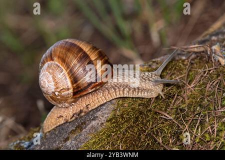 Burgunderschnecke (Helix pomatia), Wallis, Schweiz Stockfoto