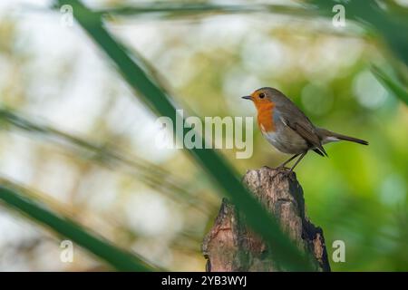 Rotkehlchen, Erithacus rubecula Stockfoto