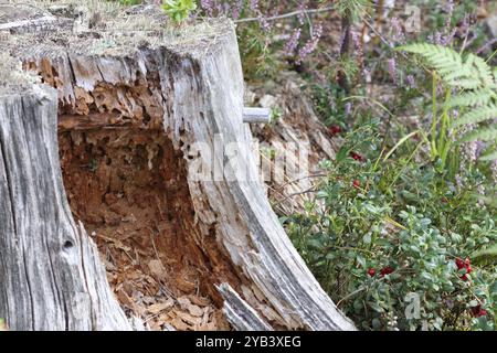 Ein Haufen roter Preiselbeeren im Wald hinter einem toten Stumpf Stockfoto